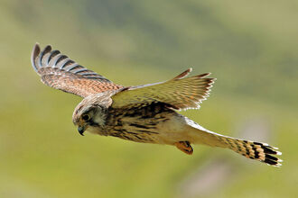 Birds of prey | Suffolk Wildlife Trust
